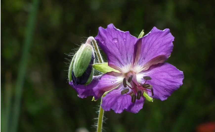 jardinmiranda: Our Brittany garden springs into life....