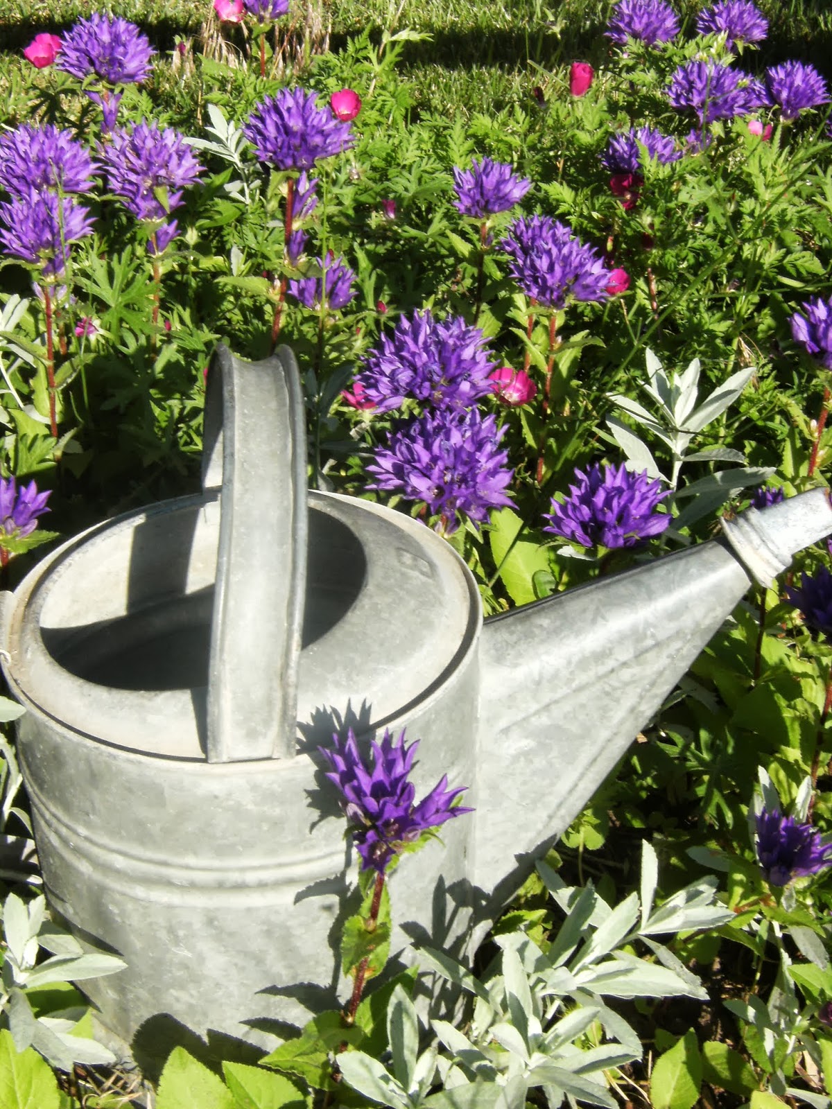 Hydrangea Longifolia Care And Culture Travaldo S Blog