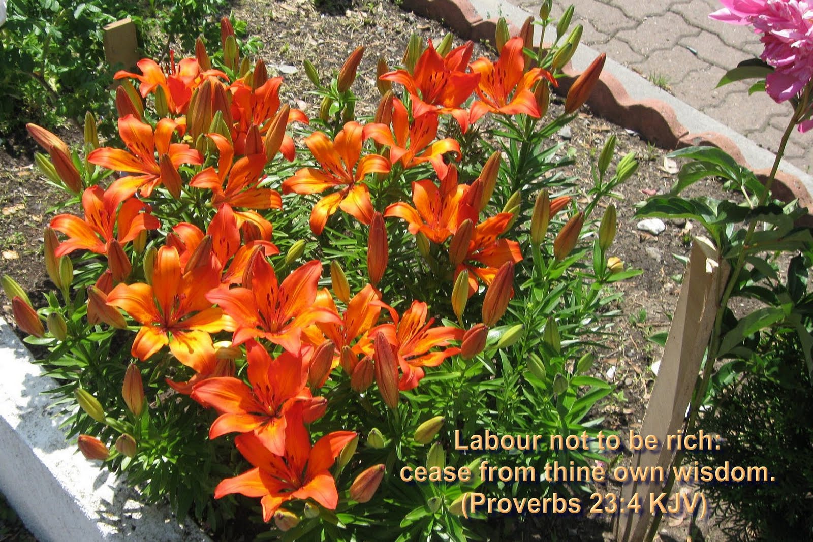 Christmas Cards 2012: Bible Versed in Scenic Natural Flowers Wallpaper