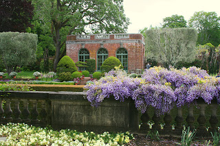 Landscaping Variegated Boxleaf Euonymus