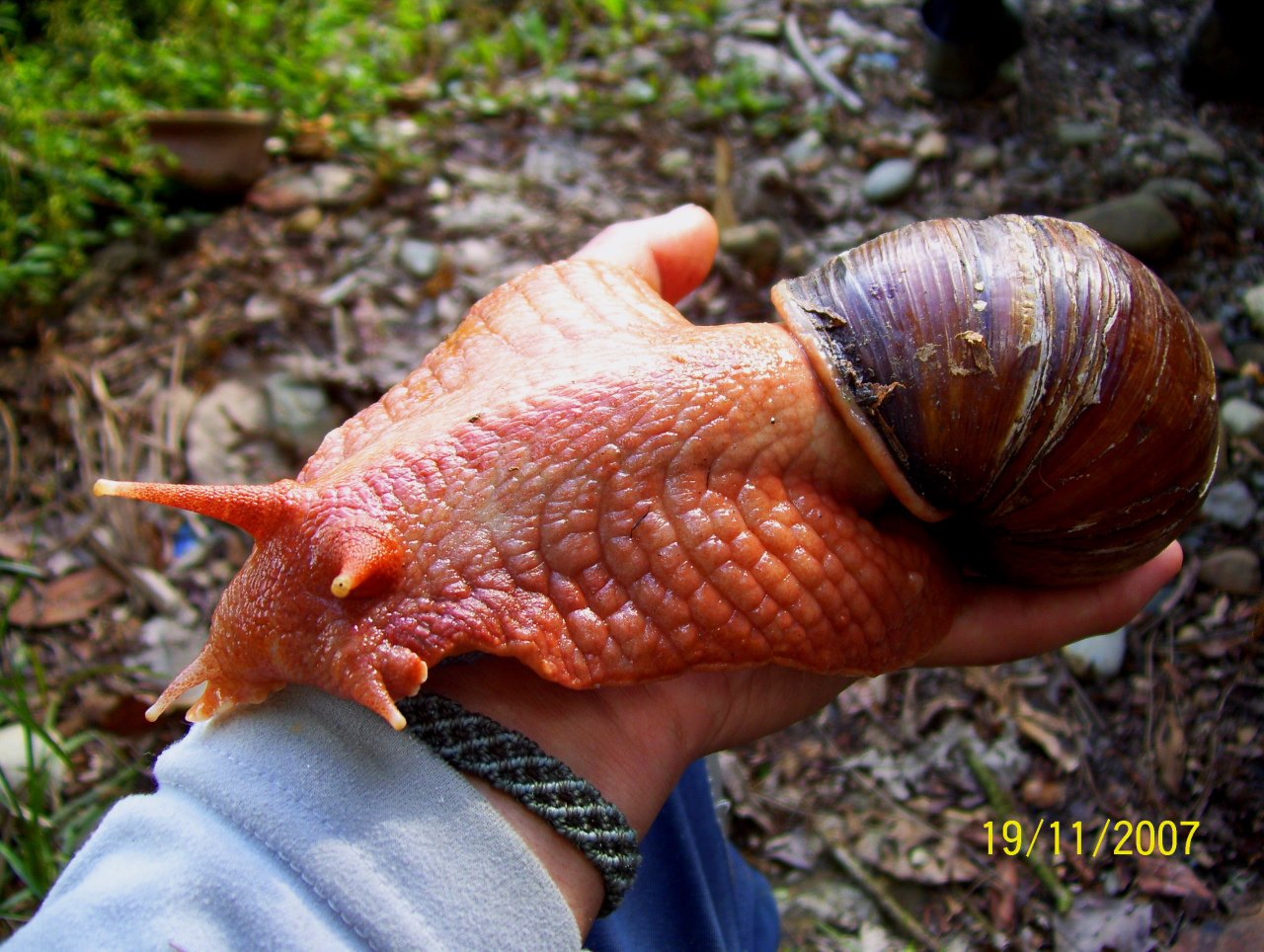 Giant snails found in Houston Off Topic Texas Hunting Forum