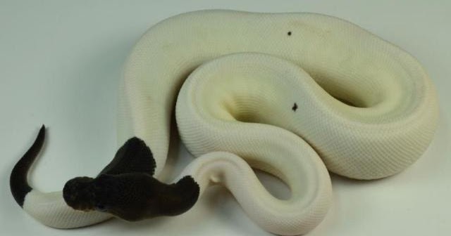 Drunk Dino: Most Expensive Snake In The World