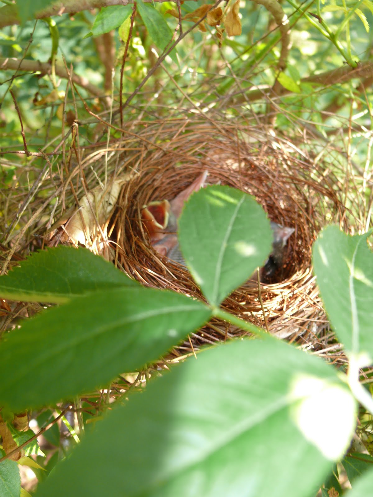 Triangle Naturalist BACKYARD NATURE Nesting Birds