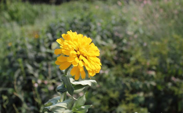 Zinnia Flowers