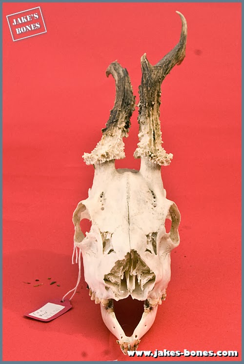 When roe deer antlers "go back" : Jake's Bones