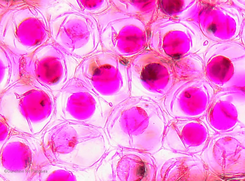 cell flowers DriverLayer Search Engine