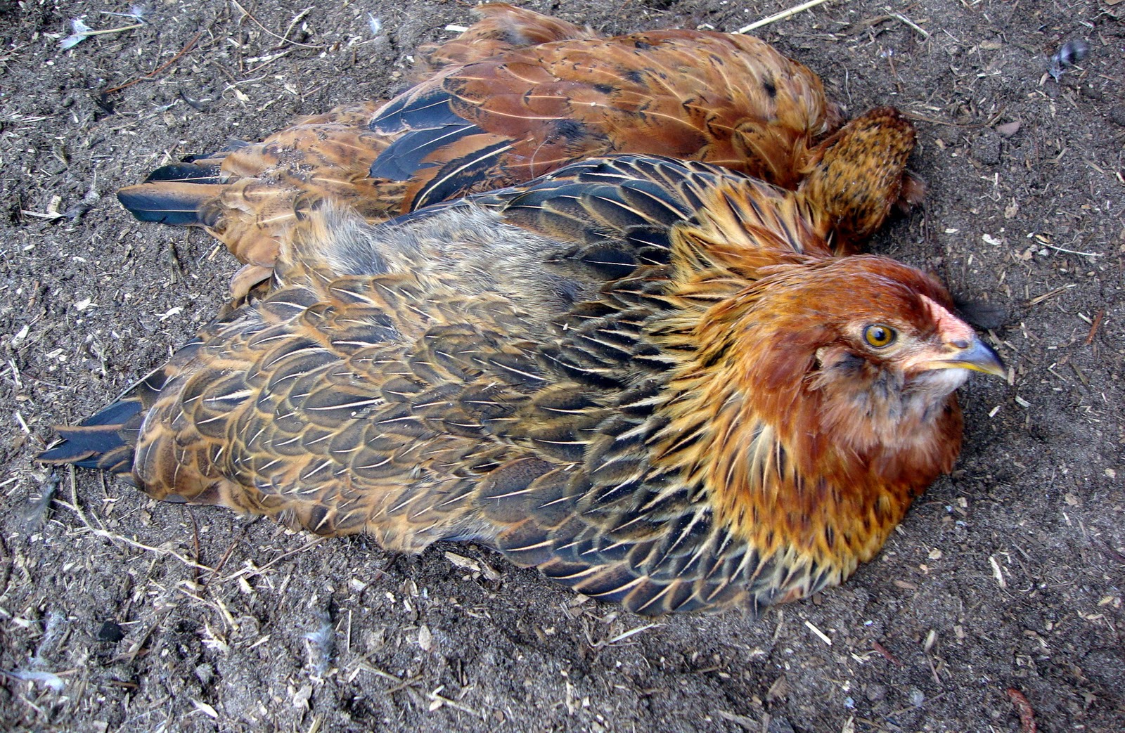 Bathing Beauties Why Dust Baths are So Important for Chickens Fresh Eggs Daily®