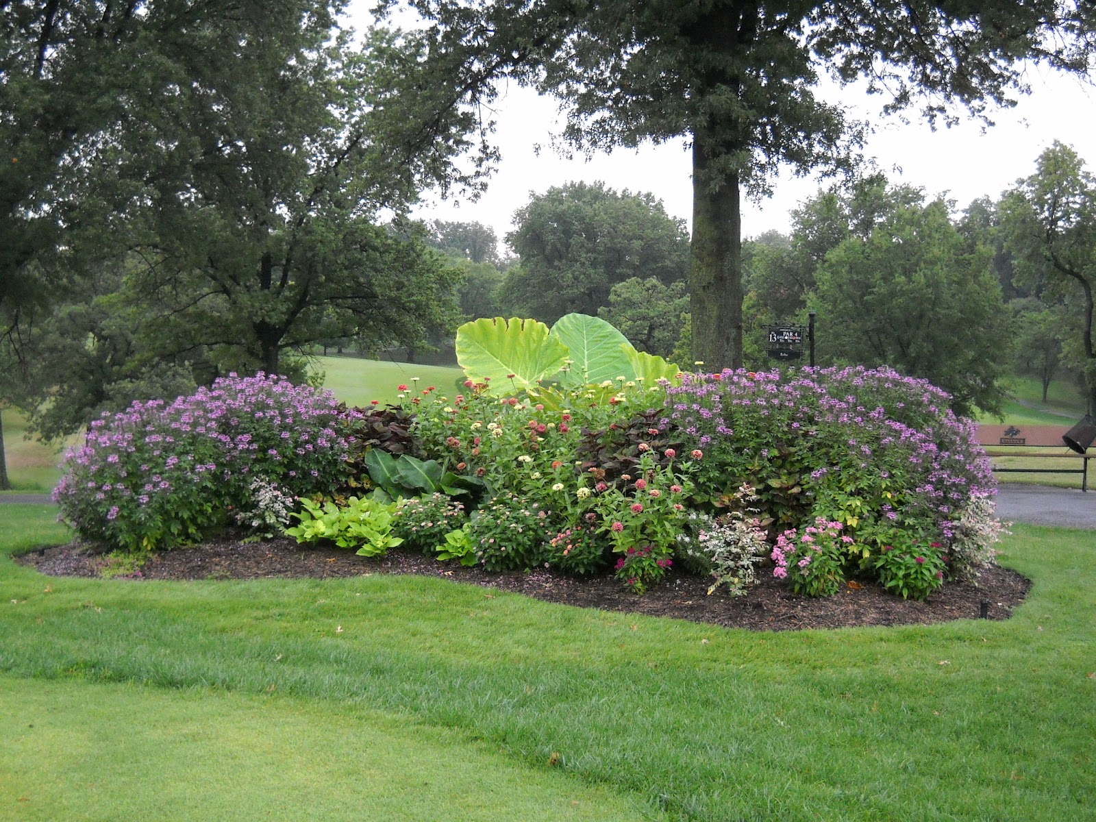 14 Best Chokeppery Aronia Images Plants Berries Landscaping Plants