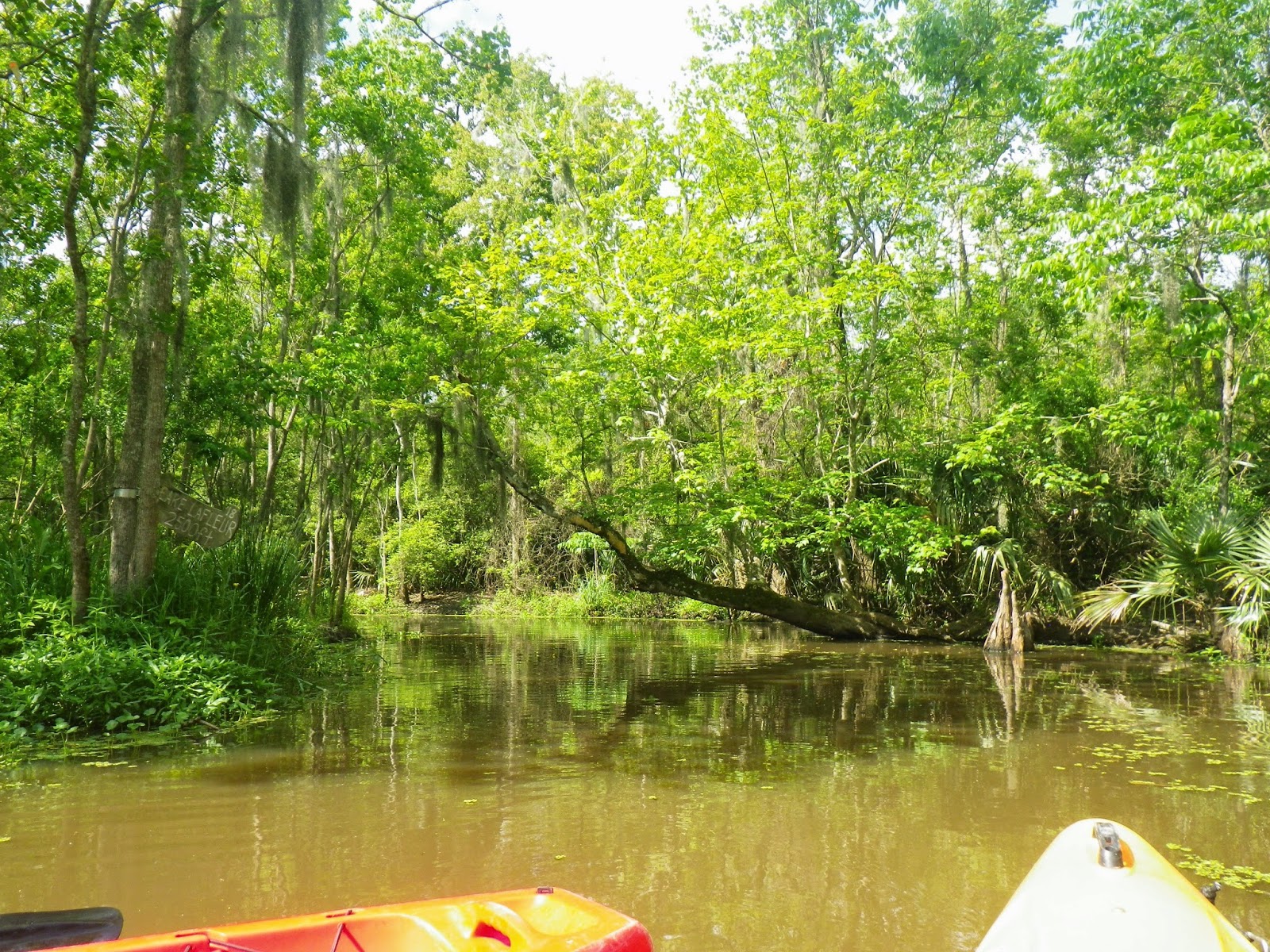 Doing It On The Road(Part II) Kayaking Palmetto Island State Park