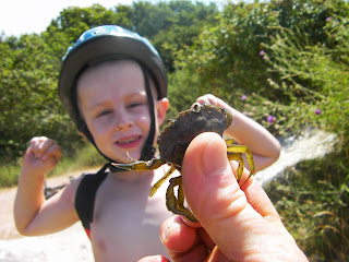 live crab caught off hayling island