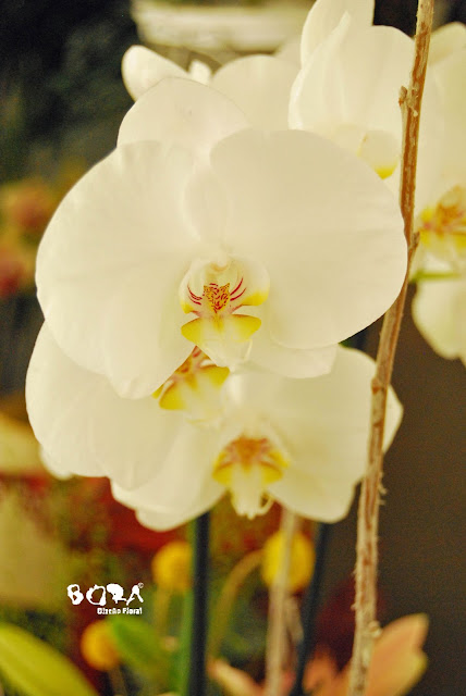 comprar orquídeas
