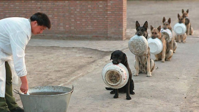 Disciplina Perruna Disciplina Perruna