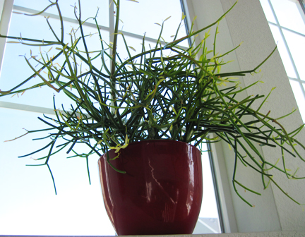 http://2.bp.blogspot.com/-JkN_GOtlqwo/US_Vb4Ij1tI/AAAAAAAACEA/s07Tgn-go7U/s1600/pencilcactus.jpg
