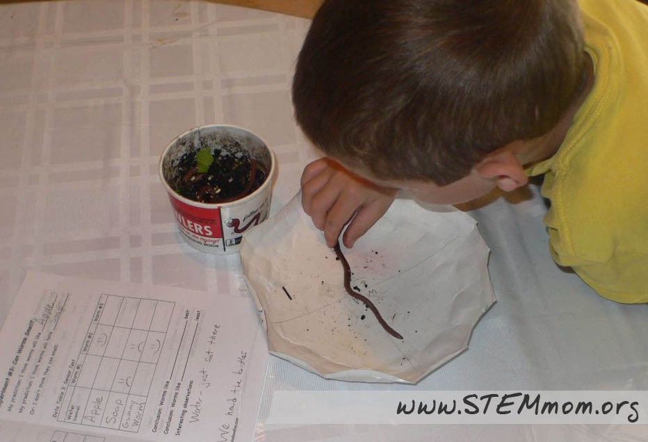 Dr. STEM Mom Can Worms Smell? Wormy Experiment