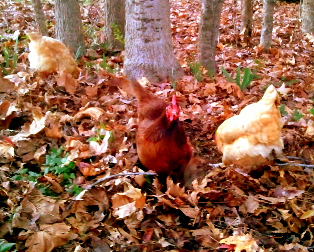 5 Signs That Fall Has Arrived at our Farm Community Chickens
