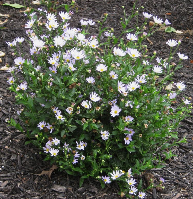 Il Etait Un Petit Jard Ain Chateau Fleuri