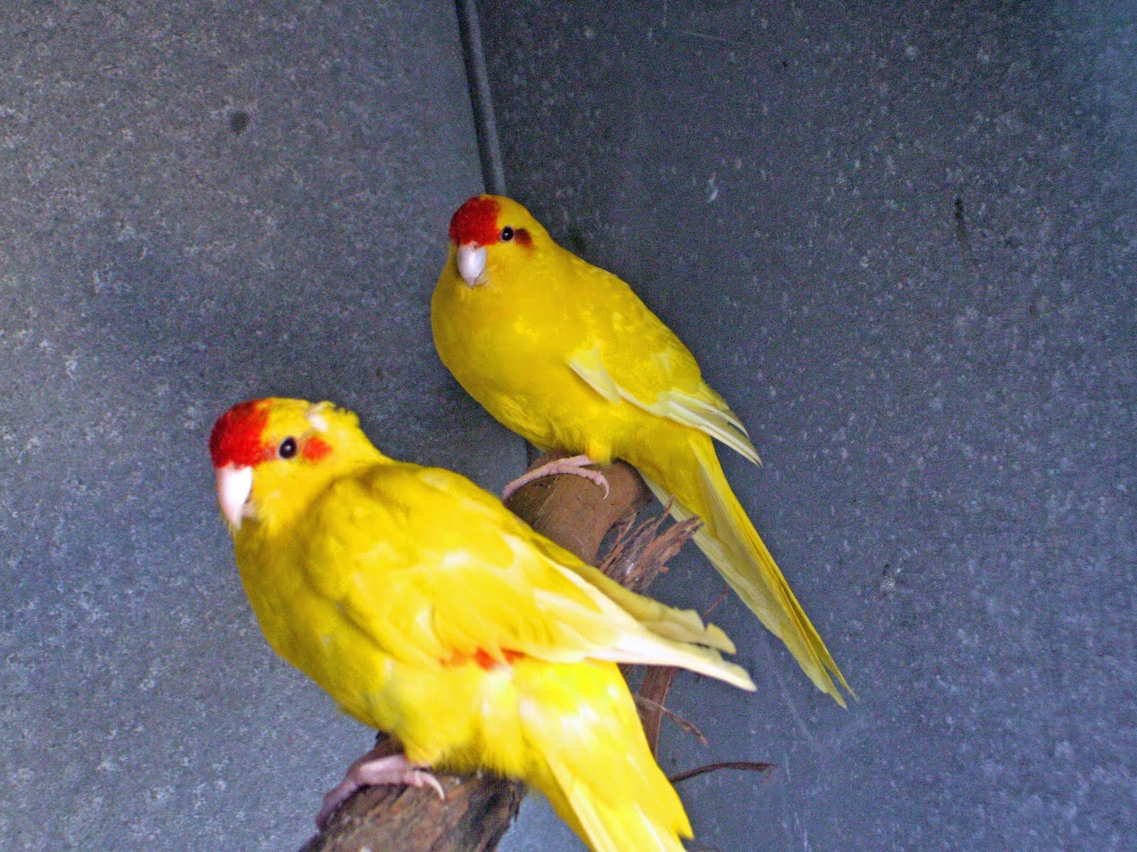 Aves do Fábio Kakarikis Lutinos