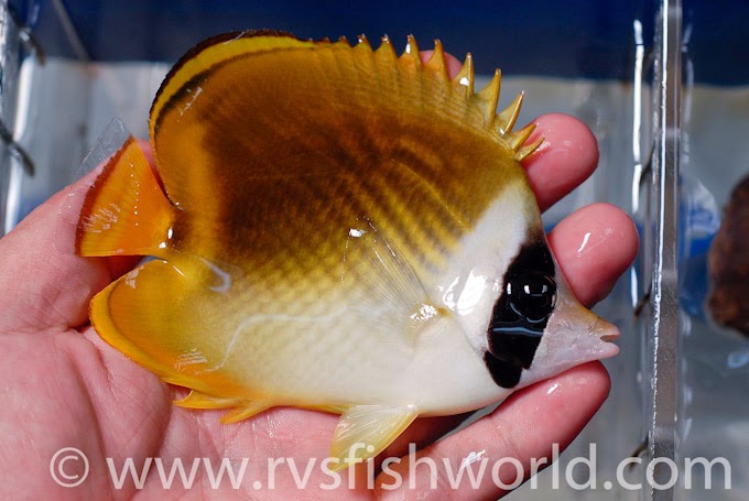Racoon Butterflyfish (Chaetodon Lunula)