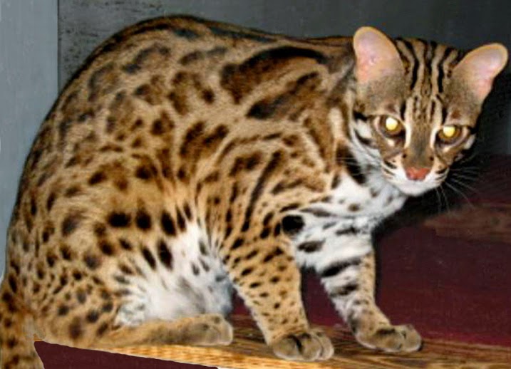 Gato leopardo (Prionailurus bengalensis)