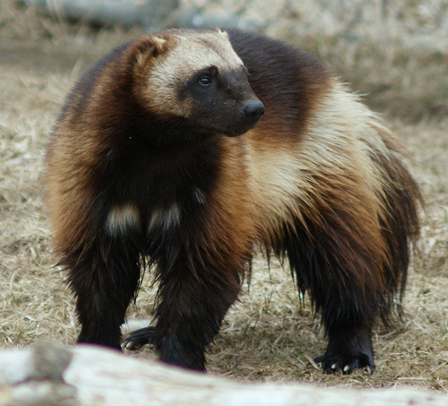 Earth Beasts: Wolverine