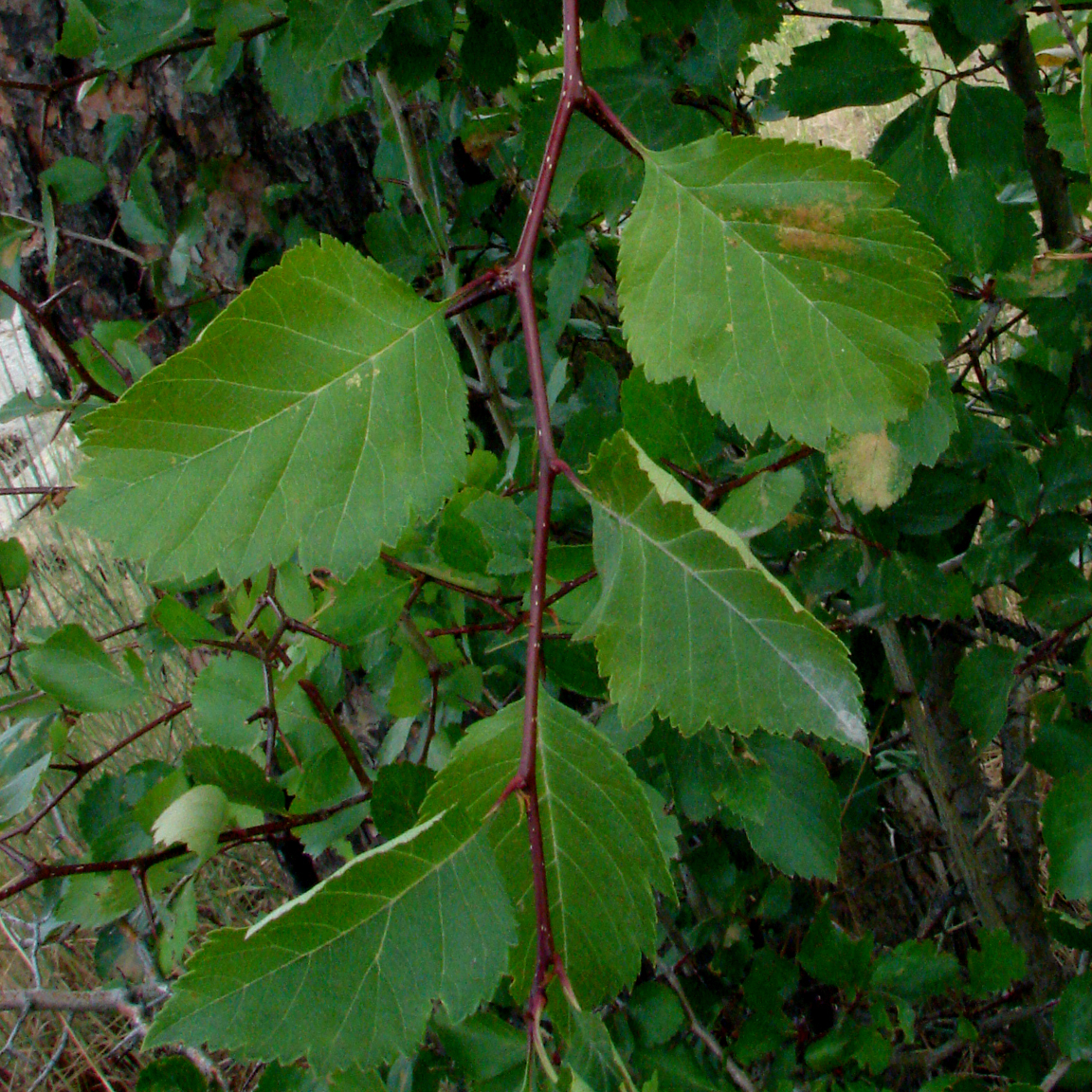 shrub identification Crataegus douglasii