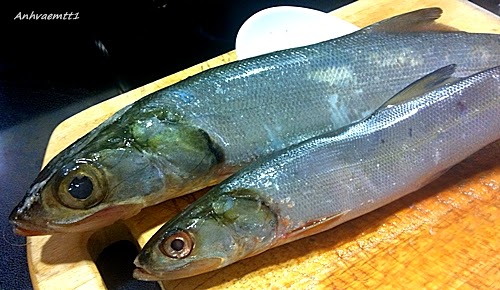 [Image: IMG_2953.JPG]