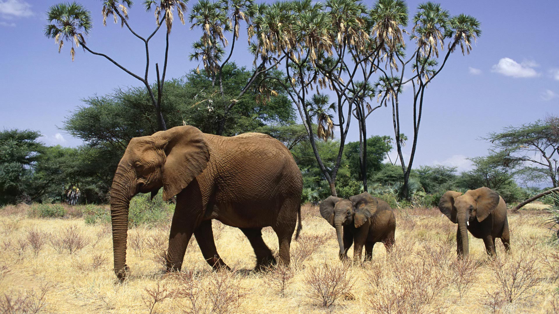 Elephants Family Full Hd Desktop Wallpapers 1080p