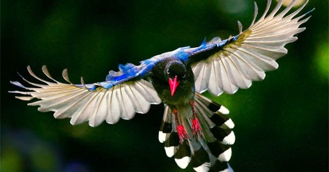 HD Wallpapers : Beautiful Bird HD Wallpaper