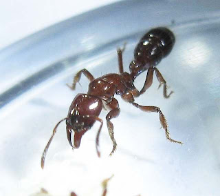 Centromyrmex hamulatus