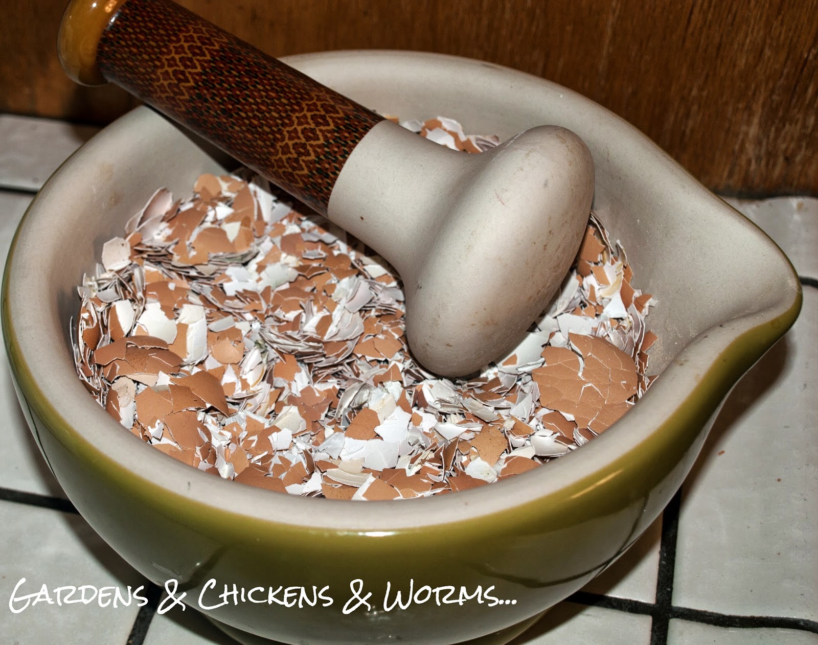 Eggshells, Crushed Oyster Shells or Both? Community Chickens