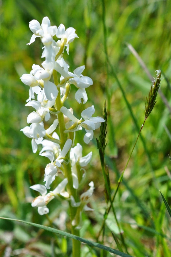 Fleurs lâches blanche Fleurs lâches blanche