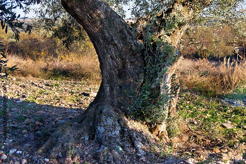 olivos oliva aceituna sierra del moncayo
