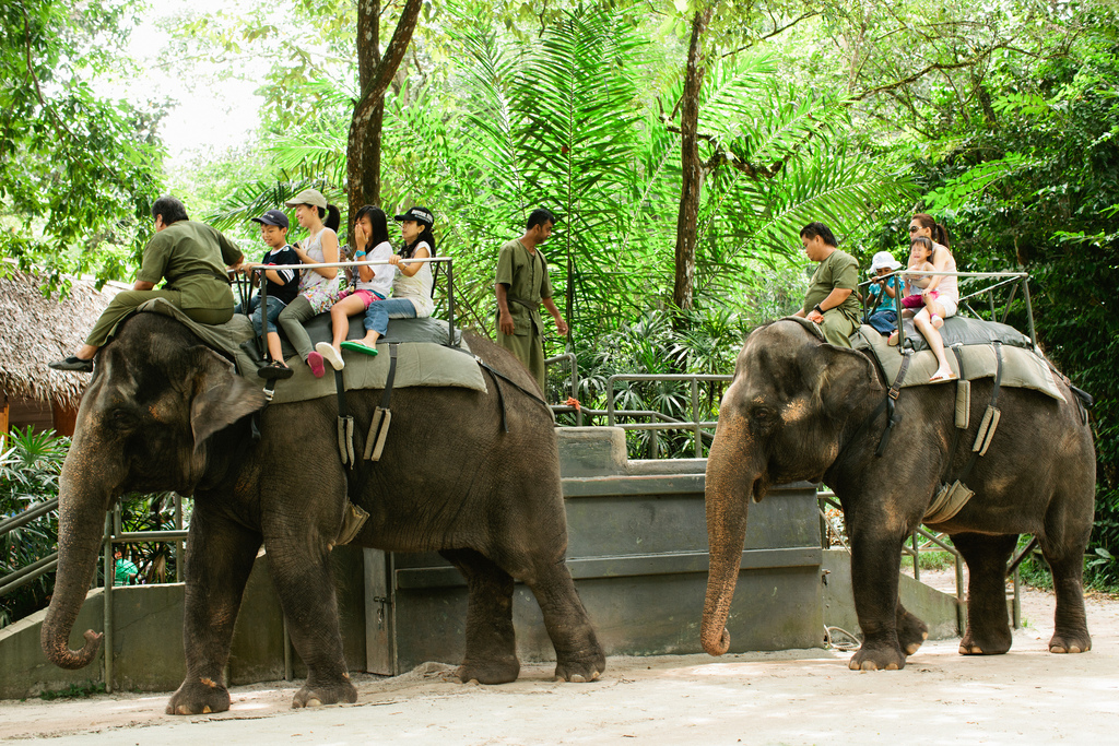 singapore+zoo+2011.jpg