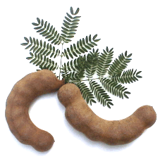 The Earth of India: All About Tamarind (Tamarindus indica) in India