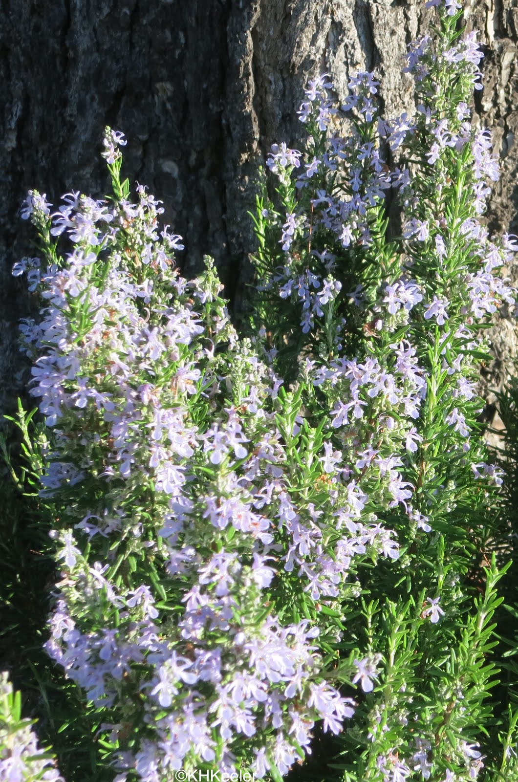Rosemary in the Life of Jesus, Mary and Joseph