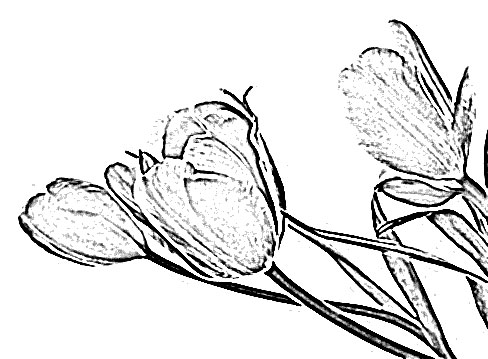 tulip flower sketch image sketch