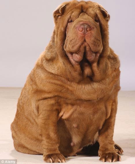 Chó béo phì do bệnh tiểu đường.