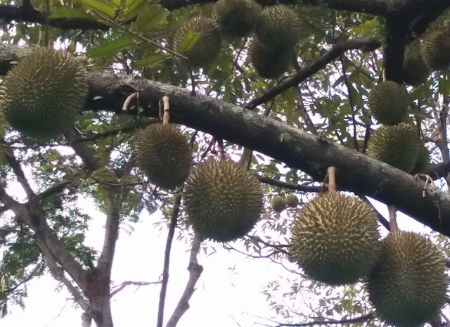 Cara Budidaya Tanaman Durian Supaya Menghasilkan Buah Yg Bagus