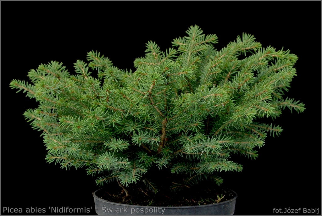 Picea abies 'Nidiformis' - Świerk pospolity