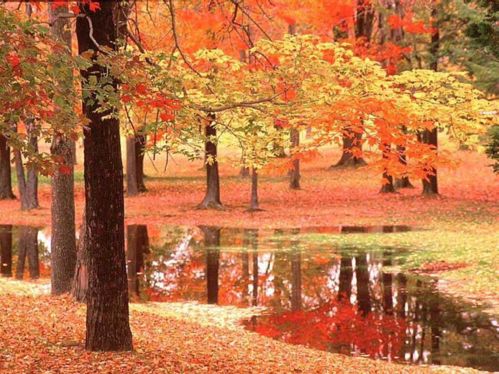 http://2.bp.blogspot.com/-JoO2v_6EH5Q/UJJgcOZn6II/AAAAAAAABOQ/pjmA9Uo6aYo/s1600/Autumn-Wallpaper-4.jpg