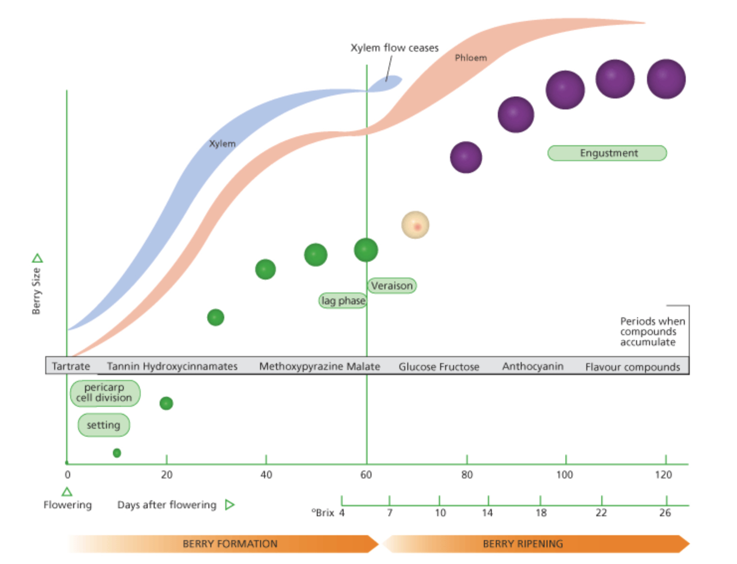 EnoViti Understanding Grape Berry Development