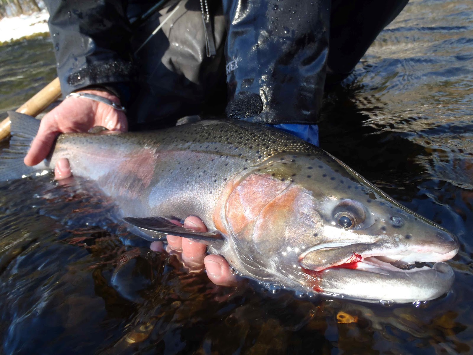 Great fall Steelhead fishing trip. Belle sortie d'automne au Steelhead