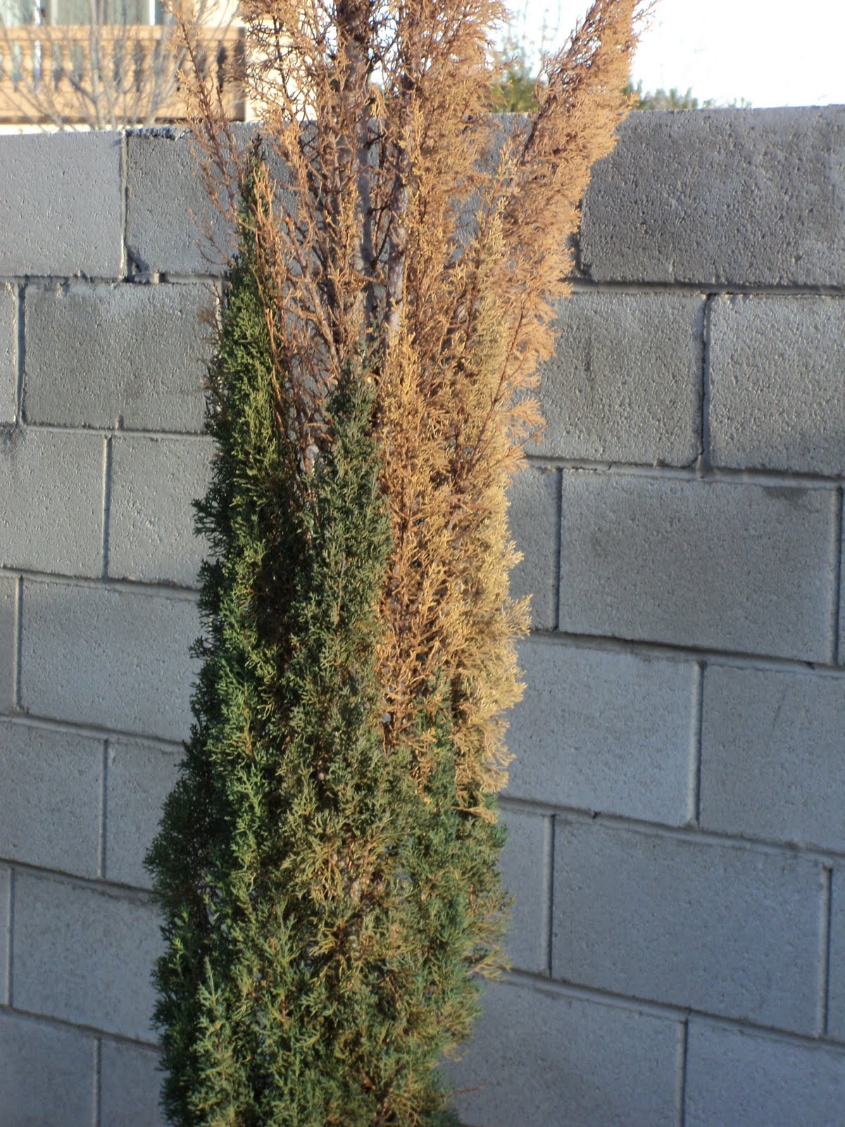 Xtremehorticulture of the Desert Italian Cypress Browning Not a Good Sign