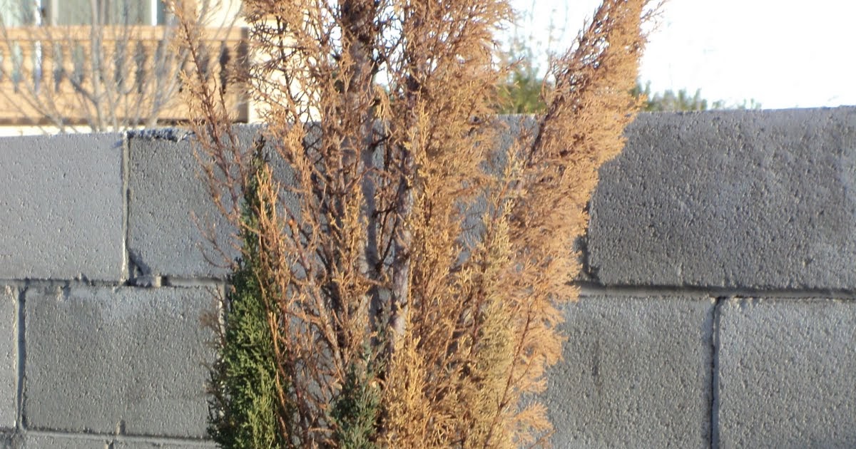 Xtremehorticulture of the Desert Italian Cypress Browning Not a Good Sign