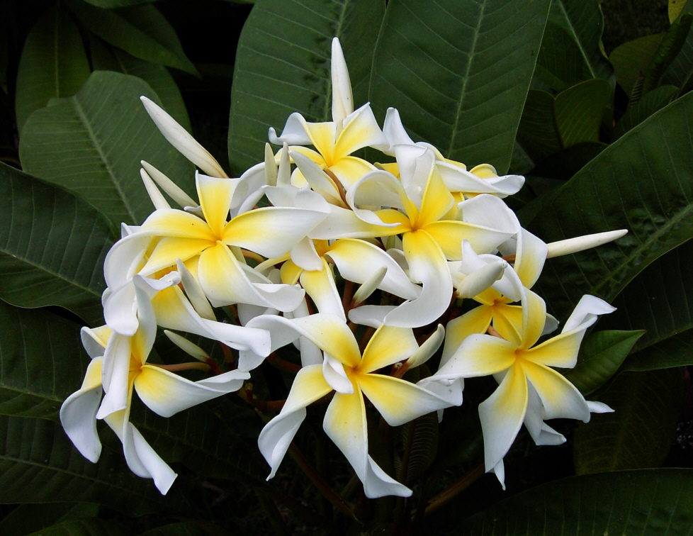 garden at heart Winter shelter for Plumerias