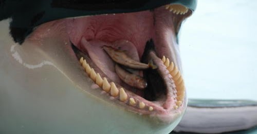 5 Killer Whales Interesting Facts - AboutWhales