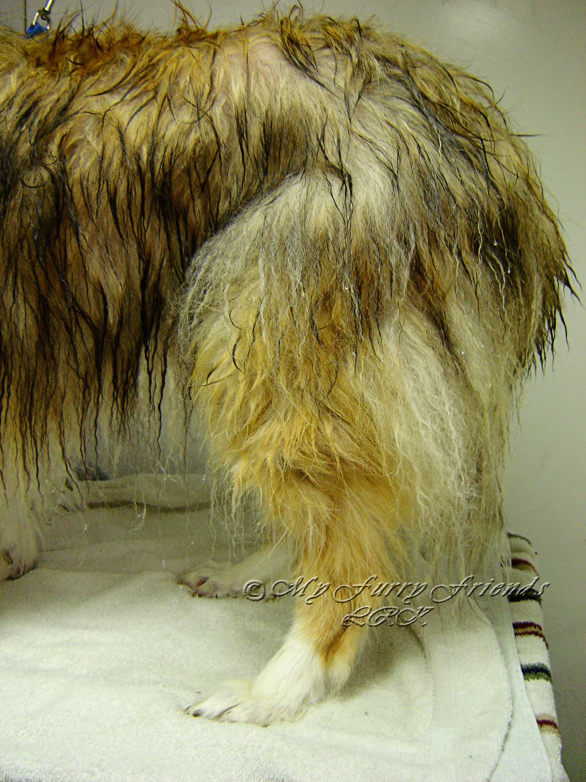 Pet Grooming The Good, The Bad, & The Furry Answers to Questions 1119