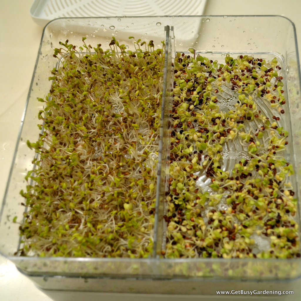 How To Grow Your Own Sprouts