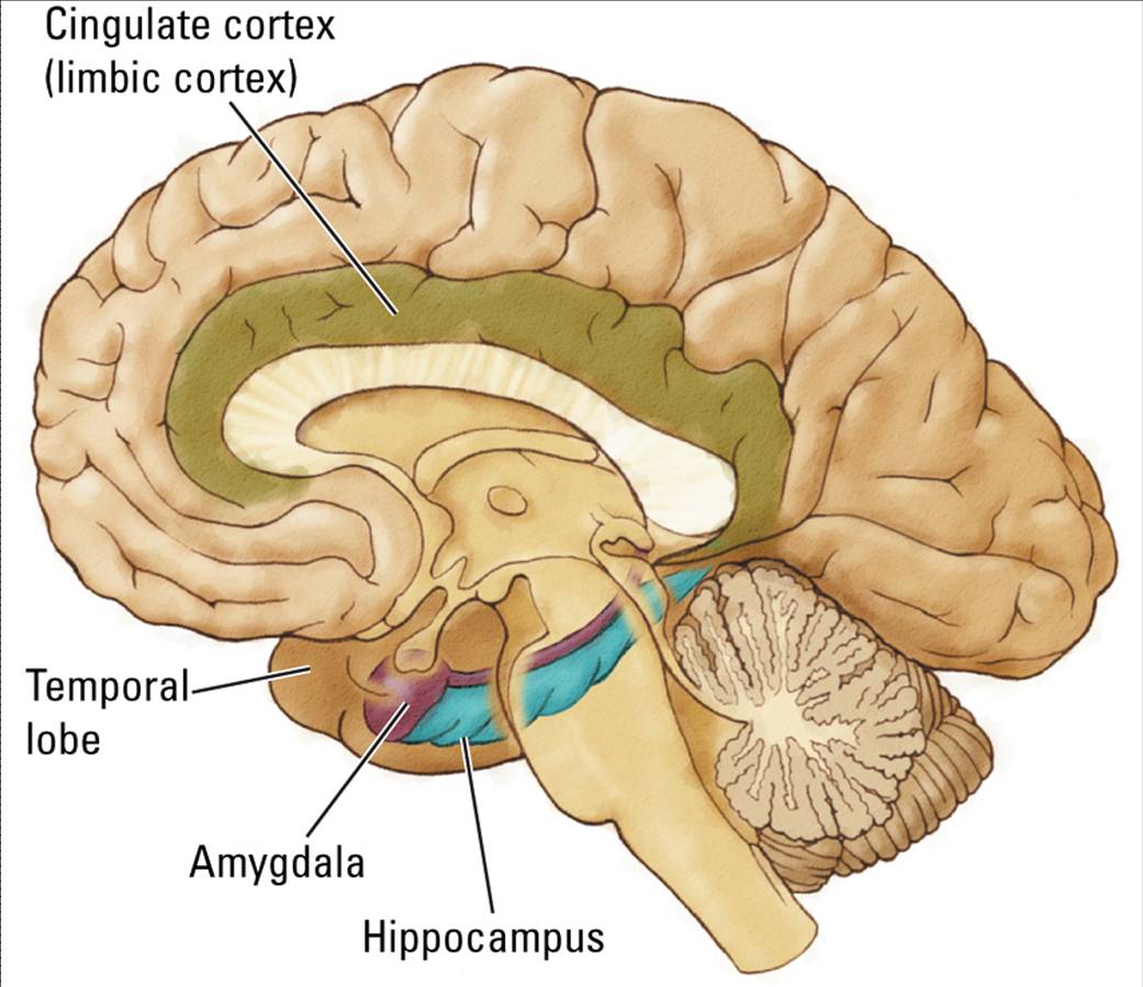 Amygdala