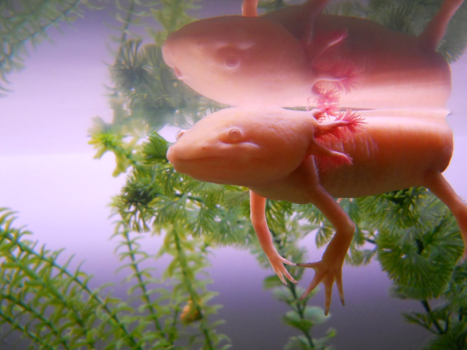 How to Care for an Axolotl advise How to Care for an Axolotl forecast